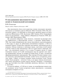 О гнездовании шилохвости Anas acuta в Алакольской котловине