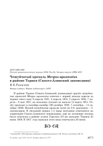 Чешуйчатый крохаль Mergus squamatus в районе Тернея (Сихотэ-Алинский заповедник)