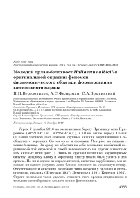 Молодой орлан-белохвост Haliaeetus albicilla оригинальной окраски: феномен физиологического сбоя при формировании ювенильного наряда