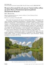 Встреча большой белой цапли Casmerodius albus на реке Иссе в Пушкиногорском районе Псковской области