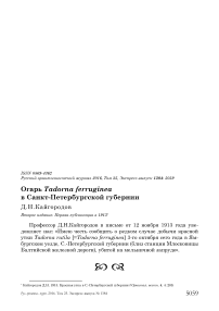 Огарь Tadorna ferruginea в Санкт-Петербургской губернии