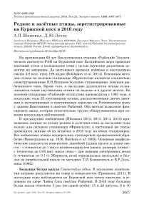 Редкие и залётные птицы, зарегистрированные на Куршской косе в 2016 году