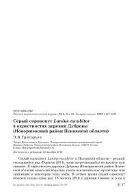 Серый сорокопут Lanius excubitor в окрестностях деревни Дубровы (Новоржевский район Псковской области)