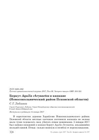 Беркут Aquila chrysaetos в капкане (Новосокольнический район Псковской области)