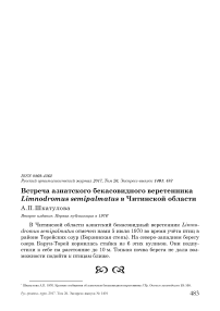 Встреча азиатского бекасовидного веретенника Limnodromus semipalmatus в Читинской области