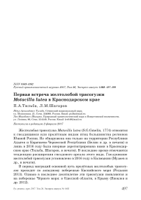 Первая встреча желтолобой трясогузки Motacilla lutea в Краснодарском крае