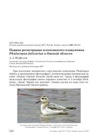 Первая регистрация плосконосого плавунчика Phalaropus fulicarius в Омской области