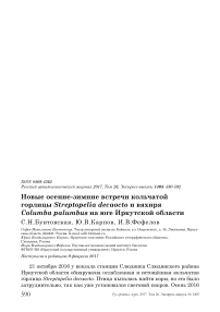 Новые осенне-зимние встречи кольчатой горлицы Streptopelia decaocto и вяхиря Columba palumbus на юге Иркутской области