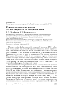 К экологии полевого конька Anthus campestris на Западном Алтае