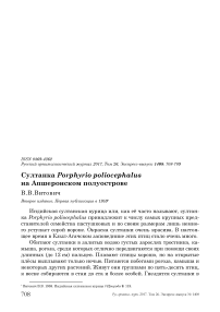 Султанка Porphyrio poliocephalus на Апшеронском полуострове