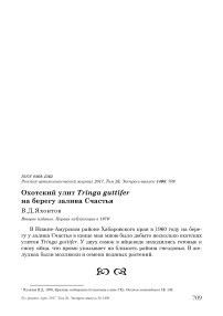 Охотский улит Tringa guttifer на берегу залива Счастья