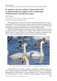 О зимовке малого лебедя Cygnus bewickii и лебедя-шипуна Cygnus olor в заказнике «Лебединый» Алтайского края