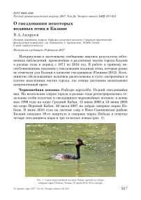 О гнездовании некоторых водяных птиц в Казани