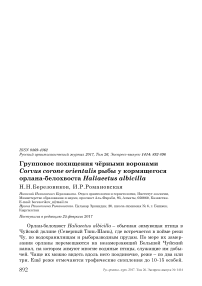 Групповое похищения чёрными воронами Corvus corone orientalis рыбы у кормящегося орлана-белохвоста Haliaeetus albicilla