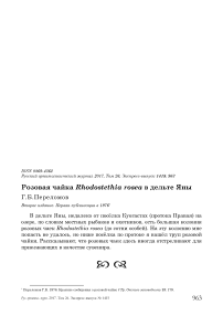 Розовая чайка Rhodostethia rosea в дельте Яны