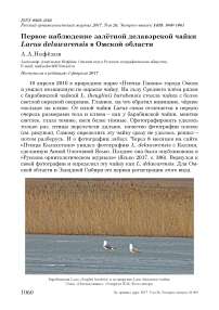 Первое наблюдение залётной делавэрской чайки Larus delawarensis в Омской области
