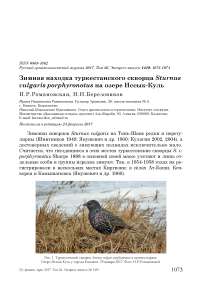 Зимняя находка туркестанского скворца Sturnus vulgaris porphyronotus на озере Иссык-Куль