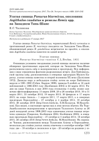 Усатая синица Panurus biarmicus, ополовник Aegithalos caudatus и ремезы Remiz spp. на Западном Тянь-Шане