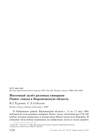 Массовый залёт розовых скворцов Pastor roseus в Воронежскую область