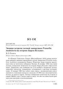 Зимние встречи лесной завирушки Prunella modularis на острове Барса-Кельмес