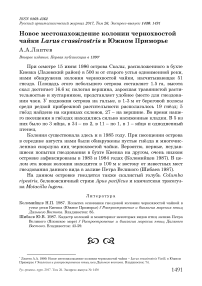 Новое местонахождение колонии чернохвостой чайки Larus crassirostris в Южном Приморье