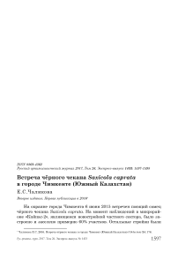 Встреча чёрного чекана Saxicola caprata в городе Чимкенте (Южный Казахстан)