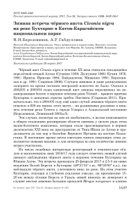 Зимняя встреча чёрного аиста Ciconia nigra на реке Бухтарме в Катон-Карагайском национальном парке