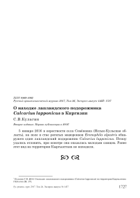 О находке лапландского подорожника Calcarius lapponicus в Киргизии