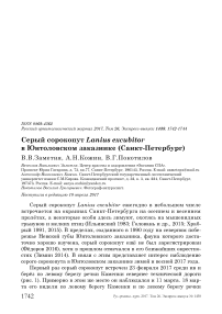 Серый сорокопут Lanius excubitor  в Юнтоловском заказнике (Санкт-Петербург)