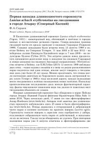 Первая находка длиннохвостого сорокопута Lanius schach erythronotus на гнездовании в городе Атырау (Северный Каспий)