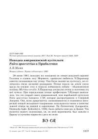Находка американской пустельги Falco sparverius в Прибалтике