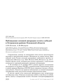 Наблюдение осенней миграции гусей и лебедей в Островском районе Псковской области