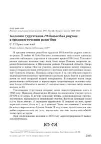 Колония турухтанов Philomachus pugnax в среднем течении реки Оки