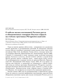 О гибели малых погонышей Porzana parva и обыкновенных скворцов Sturnus vulgaris на стеблях тростника Phragmites australis