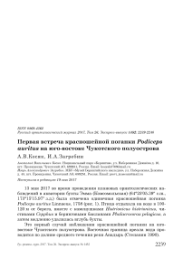 Первая встреча красношейной поганки Podiceps auritus на юго-востоке Чукотского полуострова