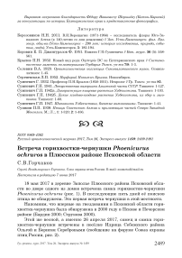 Встреча горихвостки-чернушки Phoenicurus ochruros в Плюсском районе Псковской области