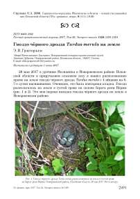 Гнездо чёрного дрозда Turdus merula на земле
