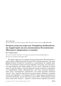 Встреча попугая кореллы Nymphicus hollandicus на территории музея-заповедника Коломенское (Москва) в природных условиях