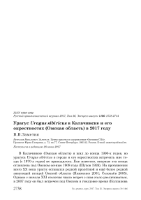 Урагус Uragus sibiricus в Калачинске и его окрестностях (Омская область) в 2017 году