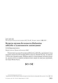 Встреча орлана-белохвоста Haliaeetus albicilla в Алматинском заповеднике