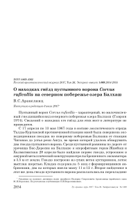 О находках гнёзд пустынного ворона Corvus ruficollis на северном побережье озера Балхаш