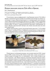 Новые находки сипухи Tyto alba в Крыму