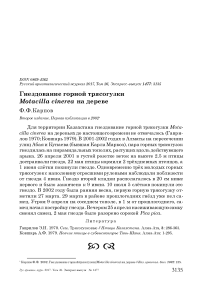 Гнездование горной трясогузки Motacilla cinerea на дереве