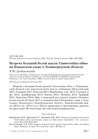 Встреча большой белой цапли Casmerodius albus на Копанском озере в Ленинградской области