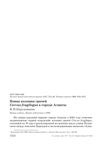 Новая колония грачей Corvus frugilegus в городе Алматы