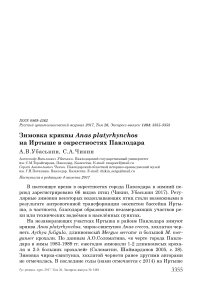 Зимовка кряквы Anas platyrhynchos на Иртыше в окрестностях Павлодара