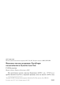 Находка гнезда кедровки Nucifraga caryocatactes в Кунгей Ала-Тоо