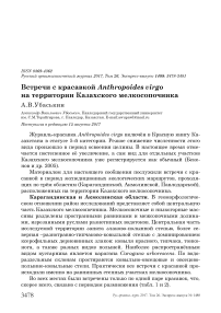 Встречи с красавкой Anthropoides virgo на территории Казахского мелкосопочника