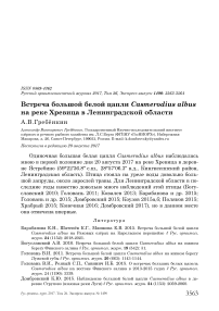 Встреча большой белой цапли Casmerodius albus на реке Хревица в Ленинградской области