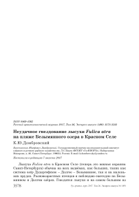 Неудачное гнездование лысухи Fulica atra на пляже Безымянного озера в Красном Селе